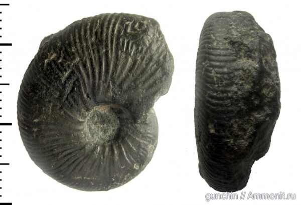 аммониты, Zaraiskites, Самарская область, Кашпир, Ammonites, Virgatitidae, Virgatitinae