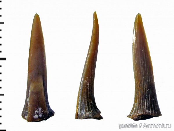 мел, зубы, акулы, Самарская область, зубы акул, Mitsukurinidae, Scapanorhynchus