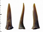 Неожиданный зуб Scapanorhynchus sp.