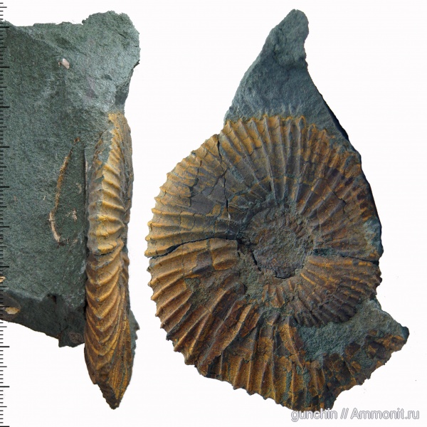 аммониты, Самарская область, Epivirgatites, Epivirgatites lahuseni, Кашпир, Ammonites, Dorsoplanitidae