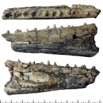 Benthosuchus (фрагмент нижней челюсти)