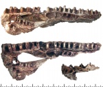 Фрагмент нёба Benthosuchus sushkini