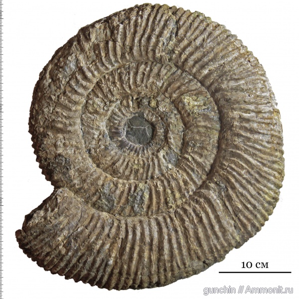 аммониты, мел, Speetoniceras, Speetoniceras versicolor, Ammonites, Cretaceous