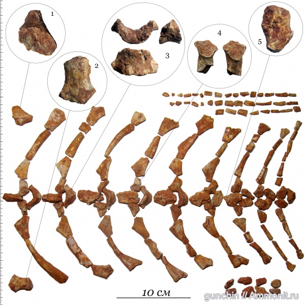 триас, амфибии, Самарская область, позвонки, Temnospondyli, лабиринтодонты, Triassic