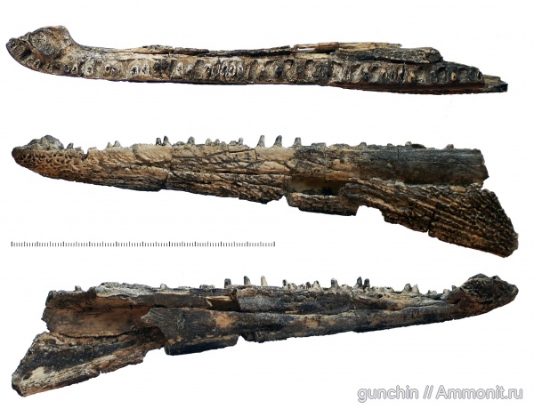 триас, лабиринтодонты, Benthosuchidae, Trematosauroidea, Оренбургская область, Syrtosuchinae, Syrtosuchus