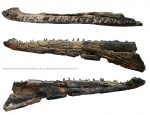 Syrtosuchus (неполная левая ветвь нижней челюсти)