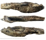 Syrtosuchus (неполная левая ветвь нижней челюсти)