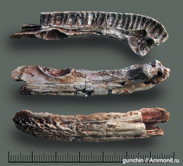 триас, Benthosuchus, лабиринтодонты, Benthosuchus gusevae, Benthosuchidae, Trematosauroidea, Оренбургская область, Benthosuchinae