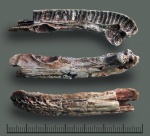 Benthosuchus gusevae (неполная левая ветвь нижней челюсти)