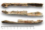 Benthosuchus sushkini (неполная правая ветвь нижней челюсти)