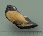 Ischyodus latus, левая мандибулярная пластина.