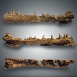 Фрагмент челюсти ?Benthosuchus