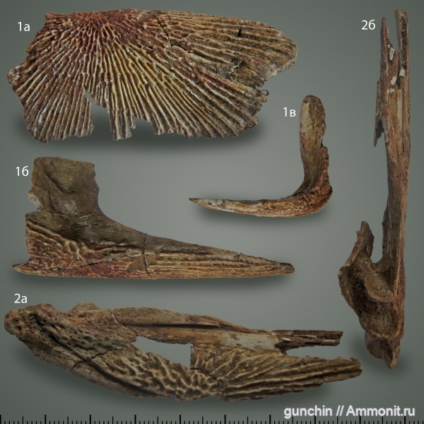 триас, Самарская область, лабиринтодонты, Wetlugasaurus, Benthosuchidae, Triassic