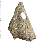 Фрагмент черпа Angusaurus