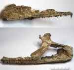 Фрагмент черепа ?Benthosuchus