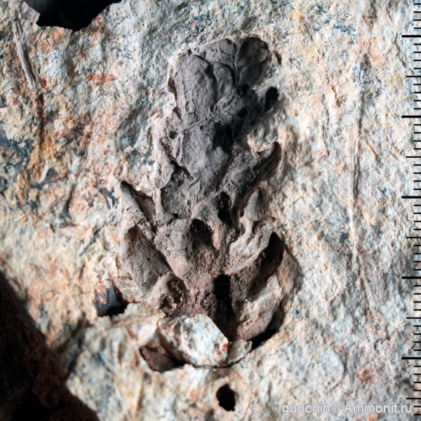 пермь, хвойные, казанский, Permian