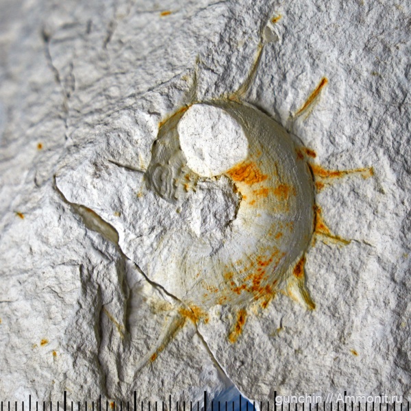 гастроподы, мел, маастрихт, Xenophora