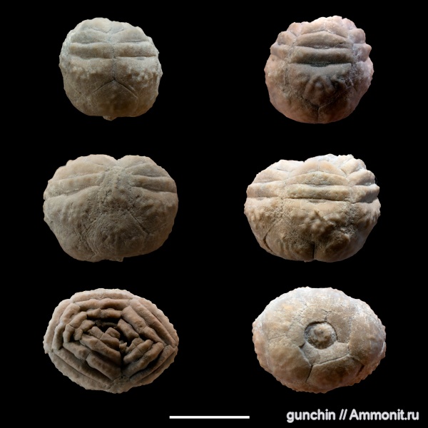 морские лилии, карбон, Cibolocrinus