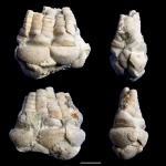 Mooreocrinus geminatus