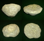 Губка грибовидная c оскулюмами