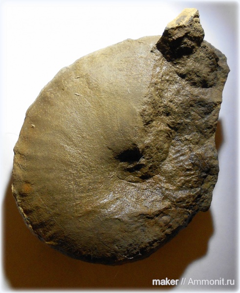 аммониты, кимеридж, Крым, Ammonites, Taramelliceras, Kimmeridgian, Upper Jurassic