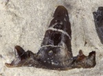 Stethacanthus cf. altonensis 1