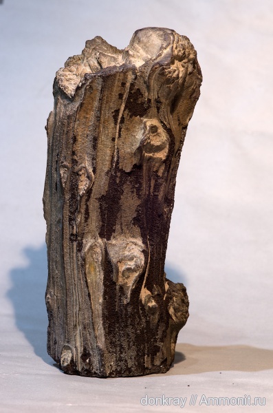 мезозой, окаменевшее дерево, голосеменные, хвойные, Красноярский край