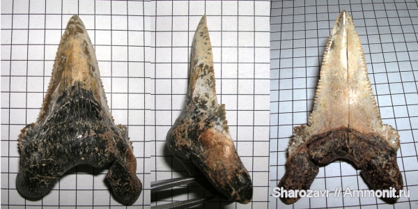 эоцен, зубы акул, Otodus, верхний эоцен, Волгоград, Upper Eocene, shark teeth