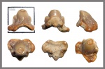 Heterodontus (rugosus?), передний зуб.