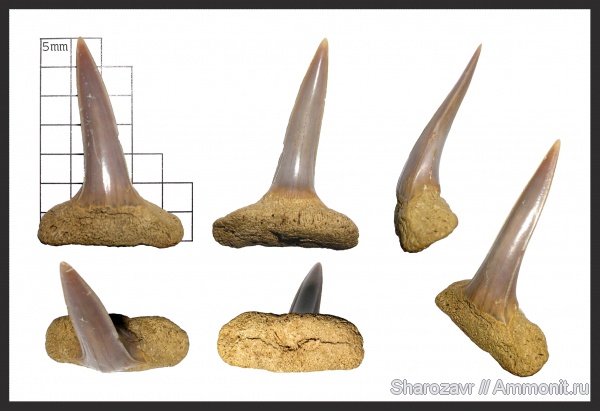 палеоген, зубы, зубы акул, датский ярус, Волгоград, даний, Eychlaodus, Synechodontiformes, Eychlaodus lundgreni, teeth, shark teeth