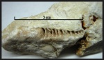 Orthoceratoidea из карбона