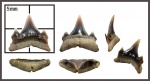 Нижний задний зуб Carcharias или Mennerotodus.