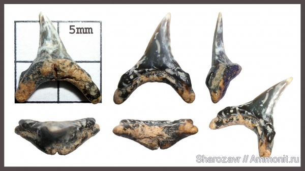 эоцен, зубы акул, ?, верхний эоцен, Alopiidae, Волгоград, Alopias denticulatus, Upper Eocene, shark teeth