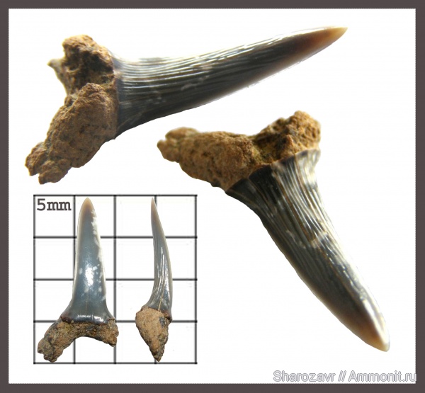 эоцен, зубы акул, верхний эоцен, Sylvestrilamia, Волгоград, Upper Eocene, Mitsukurina, shark teeth