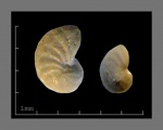 Foraminifera-12