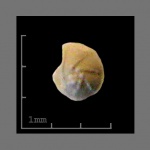 Foraminifera-13