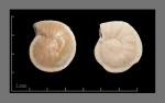 Foraminifera-20 (Cibides?)