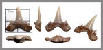 Scapanorhynchus rhaphiodon, нижний боковой зуб.
