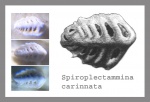 Spiroplectammina (carinnata?)