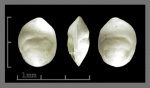Foraminifera-22 (Lingulina ?)