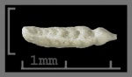 Foraminifera-23