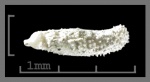 Foraminifera-24
