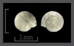 Foraminifera-31