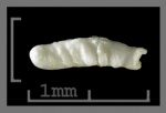 Foraminifera-32