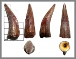 Еще один зуб морской рептилии - Gavialoidea или Polycotylidae(?)