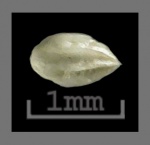 Foraminifera-35 _Bulimina