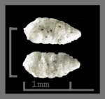 Foraminifera-49