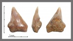 Paleoanacorax cf. obliquus передний.