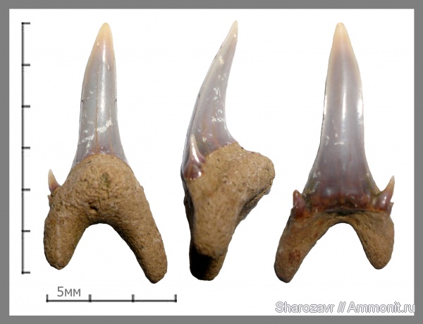 маастрихт, зубы акул, Волгоград, Maastrichtian, Palaeohypotodus bronni
