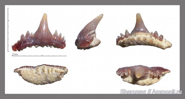 Зубы и другие запчасти рыб
